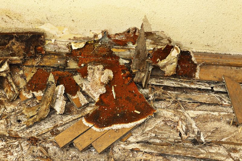 Dry Rot Damage Repair