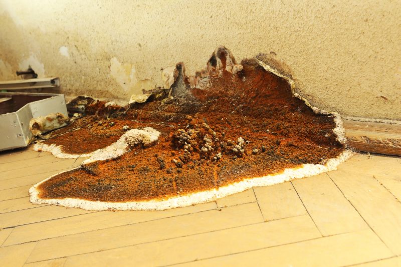 Bathroom Dry Rot Repair