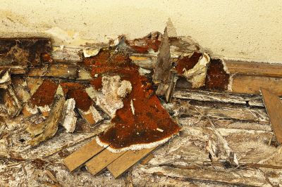 Bathroom Dry Rot Repair