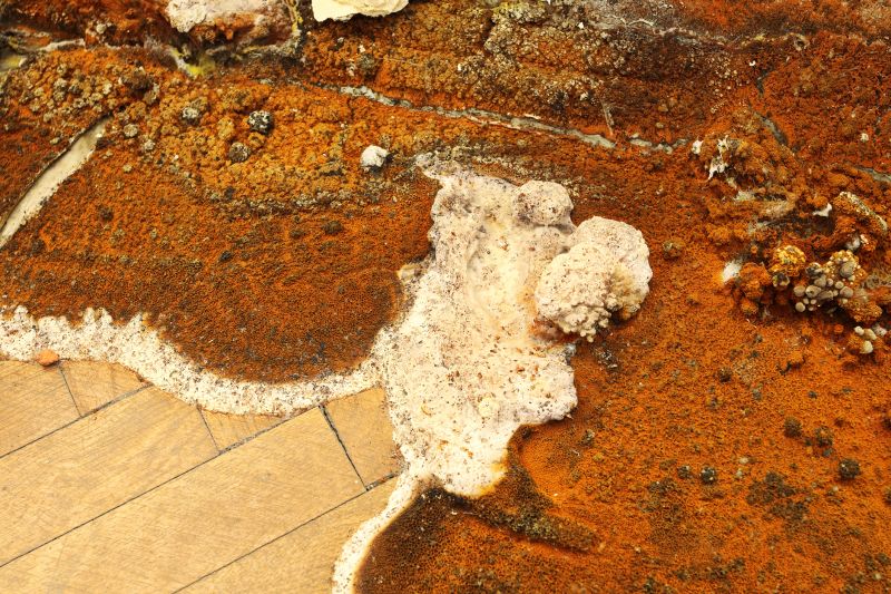 Dry Rot Floor Repair