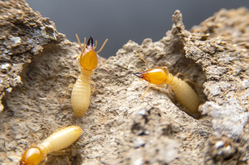 Termite Wood Repair